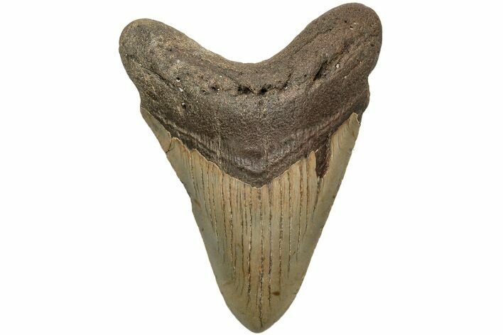 Fossil Megalodon Tooth - North Carolina #204571